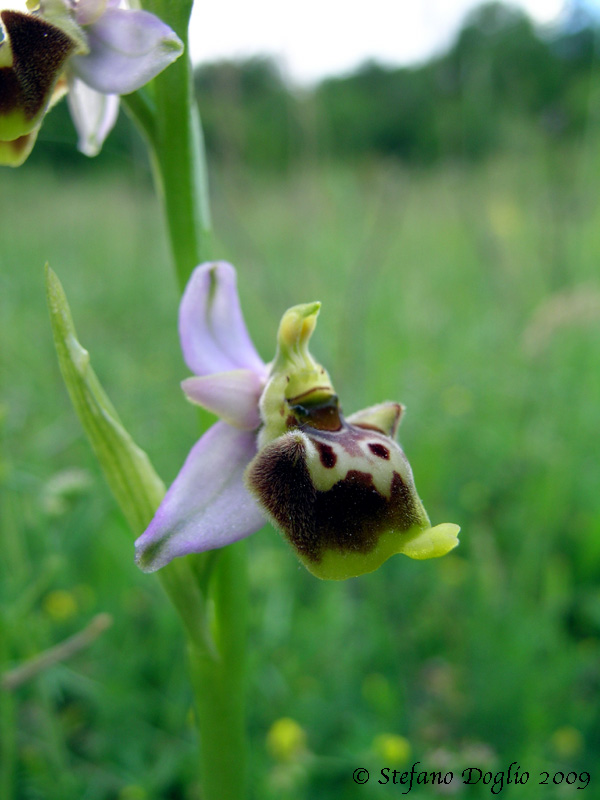 Ophrys fuciflora subsp. elatior (O. tetraloniae)